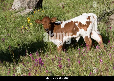 Texas Longhorn-Kalb in Frühlingswildblumen auf der Ranchland von Hilll Country, Santa Barbara County, Kalifornien, USA. Stockfoto