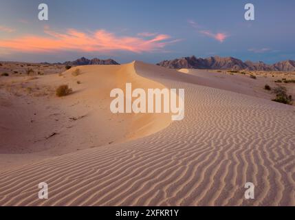 Wüstenlandschaft rund um die Grenzmauer entlang der US-mexikanischen Grenze durch die Sonora-Wüste in Arizona und Mexiko. Biosphärenreservat Pinacate und Grand Desert, Mexiko Januar 2009. Stockfoto