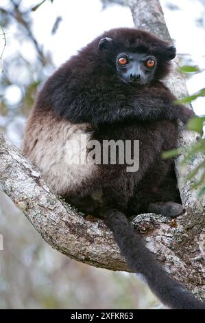 Milne-Eduards Sifaka (Propithecus edwardsi), Lalatsara, Madagaskar Stockfoto