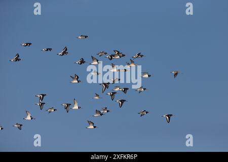 Gemischte Herde von Austernfängern (Haematopus ostralegus) und Stabschwanzgotwits (Limosa lapponica) fliegen, Norfolk, UK, November. Stockfoto