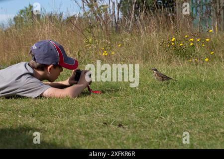 Junge fotografiert einen isländischen Rotflügel (Turdus iliacus coburni), Island, August. Modell freigegeben Stockfoto