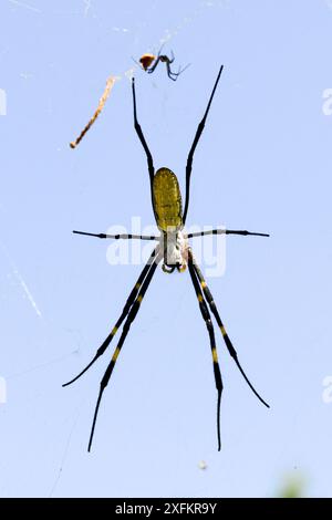 Goldene Spinnen (Nephila sp) am Ufer des Lake er Hai. Dali. Stockfoto