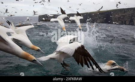 Tölpel (Sula bassana) tauchen ins Wasser, Jagd nach Fischen, Shetland, Großbritannien, Juli. Stockfoto