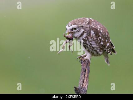 Eule (Athene noctua) mit Froschbeute im Schnabel, Ungarn, Mai. Stockfoto