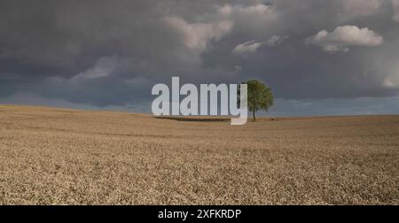 Walnussbaum (Juglans regia) inmitten eines Weizenfeldes, Viller Le SEC, Picardy, Frankreich. August Stockfoto