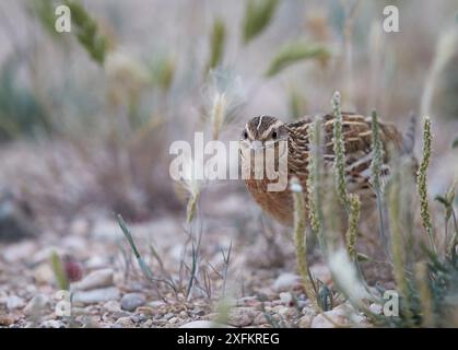 Wachteln (Coturnix coturnix) männlich im Gras, Spanien, Mai. Stockfoto