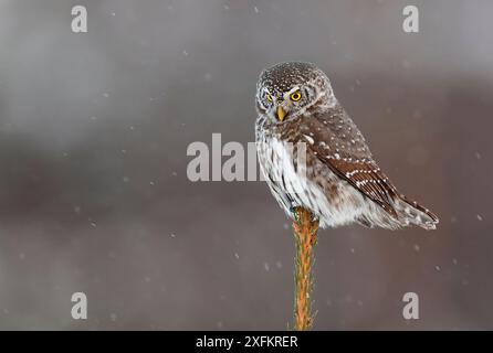 Zwergeize (Glaucidium passerinum) auf Kiefernzweig, Kuusamo, Finnland, Februar. Stockfoto