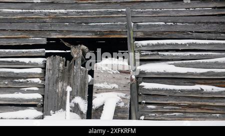 Ural Owl (Strix uralensis) in Old Scheune, Kuusamo, Finnland, Februar. Stockfoto