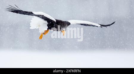Steller's Sea Eagle (Haliaeetus pelagicus) im Flug, auf der Suche nach Nahrung, Hokkaido, Japan, Februar. Stockfoto