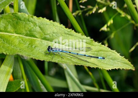 Azure Damselfly (Coenagrion puella) ruht auf Blatt, Lake Burton RSPB Wetlands Reserve, Cheshire, Großbritannien, Juni. Stockfoto