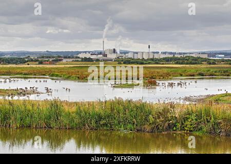 Blick über RSPB Burton Naturschutzgebiet mit der industriellen Bereichen Connah's Quay im Hintergrund, Cheshire, UK, August. Stockfoto