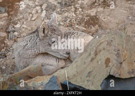 Dickhornschafe (Ovis canadensis) Lamm at Rest, Yellowstone National Park, Wyoming, USA. Stockfoto