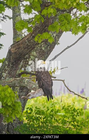 Weißkopfseeadler (Haliaeetus leucocephalus) Acadia-Nationalpark, Maine, USA Juni Stockfoto