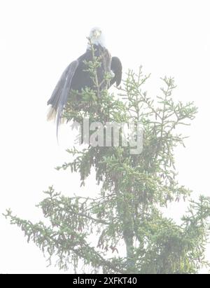 Weißkopfseeadler (Haliaeetus leucocephalus), der an einem nebeligen Tag im Baum thront, Acadia National Park, Maine, USA Mai Stockfoto