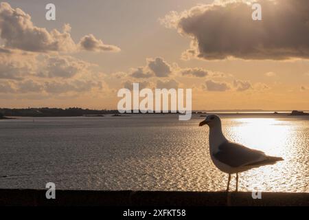 Möwe bei Sonnenuntergang an den Mauern von Saint Malo, Kanalmeer im Hintergrund, llle-et-Vilaine, Bretagne, Frankreich Stockfoto