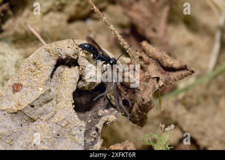 Spinnenjagd (Anoplius nigerrimus) mit Spider (Trochosa ruricola) Beute, die gelähmte Spinnen zieht, um sich in toten Blättern zu verstecken, während die Grabung ausgegraben wird, Oxfordshire, England, Großbritannien, August Stockfoto