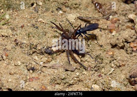 Spinnenjagd Wespe (Anoplius nigerrimus) mit Spinnenjagd (Trochosa ruricola) Beute, die gelähmte Spinnen zurück in den Burrow, Oxfordshire, England, Großbritannien, August Stockfoto