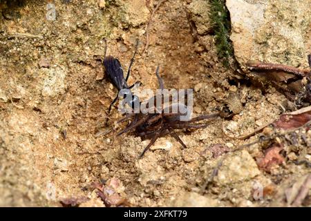 Spinnenjagd (Anoplius nigerrimus) mit Spider (Trochosa ruricola) Beute, die gelähmte Spinnen zurück nach Burrow, Oxfordshire, England, Großbritannien, August Stockfoto