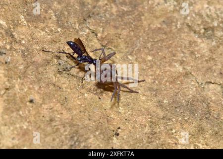 Spinnenjagd (Anoplius nigerrimus) mit Spider (Trochosa ruricola) Beute, die gelähmte Spinnen zurück nach Burrow, Oxfordshire, England, Großbritannien, August Stockfoto