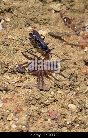 Spinnenjagd (Anoplius nigerrimus) mit Spider (Trochosa ruricola) Beute, die gelähmte Spinnen zurück nach Burrow, Oxfordshire, England, Großbritannien, August Stockfoto