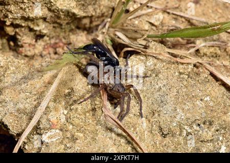 Spinnenjagd Wespe (Anoplius nigerrimus) mit Spinnenjagd (Trochosa ruricola) Beute, die gelähmte Spinnen zurück in den Burrow, Oxfordshire, England, Großbritannien, August Stockfoto