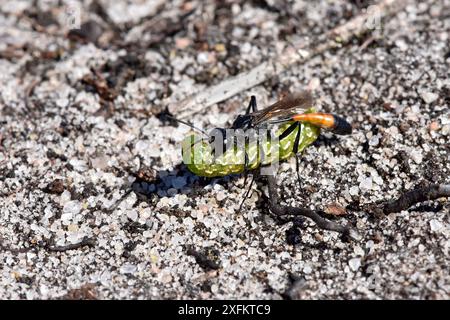 Sand Wasp (Ammophila pubescens) Durchführung gelähmt Caterpillar der schönen gelben Underwing Motte (Anarta myrtilli) zurück zu graben, Surrey, UK, August Stockfoto