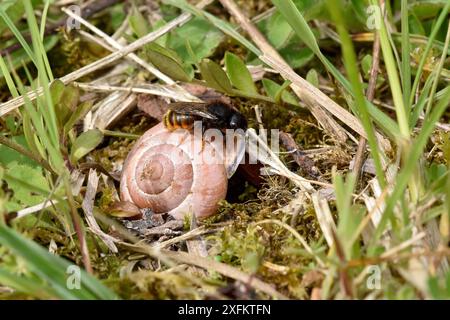 Zweifarbige maurerbiene (Osmia bicolor) Biene, die alte Schneckenschale zum Nisten manövriert, Bedfordshire, England, Großbritannien, Juni Stockfoto