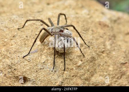 Kinderwebspinne (Pisaura mirabilis) weiblich mit Eiersack, Oxfordshire, England, Großbritannien, Juni Stockfoto