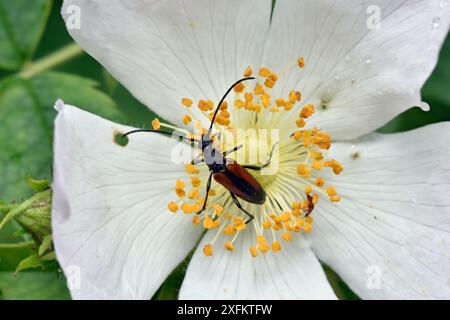 Blume Longhornkäfer (Stenurella melanura) Fütterung an wilden Rosenblüten, Buckinghamshire, England, Großbritannien, Juni Stockfoto