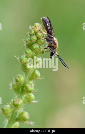 Lasioglossum Bee (Lasioglossum sp) Oxfordshire, Vereinigtes Königreich, Dezember. Stockfoto