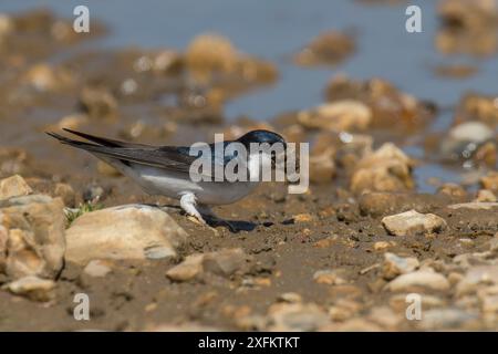 House Martin (Delichon urbicum) sammelt Schlamm aus der Pfütze, Hampshire, England, Großbritannien, Mai Stockfoto