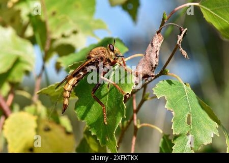 Hornet Robberfly (Asilus crabroniformis) in Silver Birch Tree, Surrey, England, UK, August - UK BAP Biodiversity Action Plan Species Stockfoto