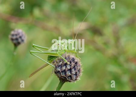 Great Green Bush-Cricket (Tettigonia viridissima) Sub-Erwachsene weiblich auf Knapweed-Kopf, Oxfordshire, England, Großbritannien, Juli Stockfoto