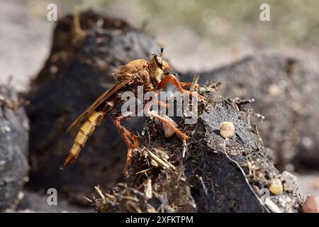 Hornet robberfly (Asilus crabroniformis) auf Dung, die Larven ernähren sich von Dungkäfer-Larven, Surrey, England, UK, August - UK BAP Biodiversity Action Plan Species Stockfoto