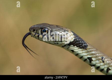 Grasschlange (Natrix natrix), die Luft mit Zunge verkostet, Surrey, England, Großbritannien, April Stockfoto