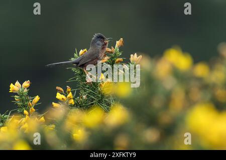 Dartford Warbler (Sylvia undata) singt aus Gorse Bush, Hampshire, England, Großbritannien, Mai Stockfoto