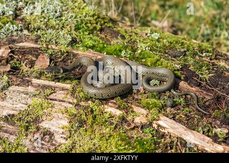 Grasschlange (Natrix natrix), die sich im Frühling auf Baumstämmen legt, Surrey, England, Großbritannien, April Stockfoto