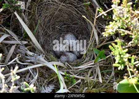 Loodlark (Lullula arborea) Nest mit vier Eiern, Hampshire, England, UK., Mai Stockfoto