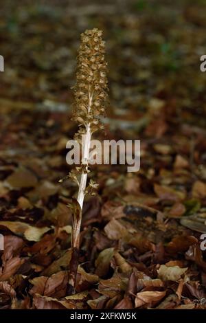 Vögel nisten Orchideen (Neottia nidus-avis) Blüten wachsen im tiefen Schatten unter Buchen, Bedfordshire, England, Großbritannien, Juni Stockfoto