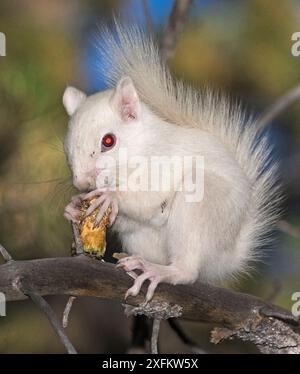 Albino amerikanisches Eichhörnchen (Tamiasciurus hudsonicus) isst einen Kiefernzapfen aus einer Ponderosa-Kiefer (Pinus ponderosa) Taylor Park, San Isabel National Forest, Colorado, USA. Stockfoto