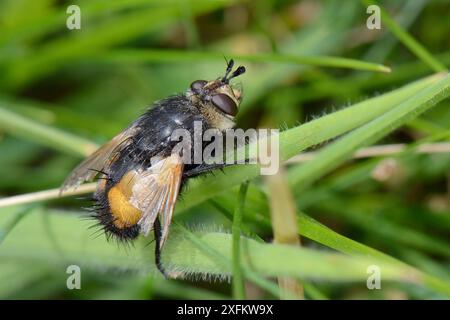 Tachinidenfliege (Nowickia ferox) mit abgenutzten Flügeln, Kreidegraswiese, Wiltshire, Großbritannien, Juli. Stockfoto