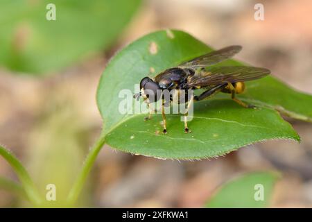 Hoverfly (Xylota sylvarum) eine Waldart, die in Großbritannien abnimmt und auf einem Blatt in einem Garten ruht, Wiltshire, Großbritannien, Juli. Stockfoto