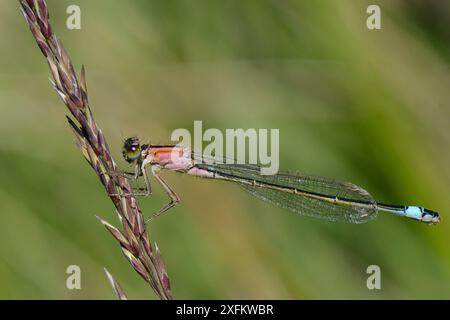 Weibliche Blauschwanz-Jungfliege (Ischnura elegans), Rufescens-Form mit lachsfarbenem Thorax, ruht auf einer Grasblume, Studland Heath, Dorset, UK, Juli. Stockfoto