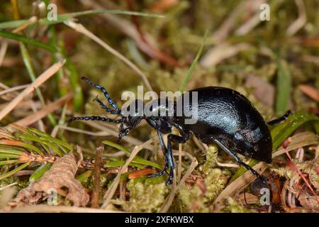 Veilchenölkäfer (Meloe violaceus) auf moosigem Waldboden, Knapdale Forest, Argyll, Schottland, Vereinigtes Königreich, Mai. Stockfoto