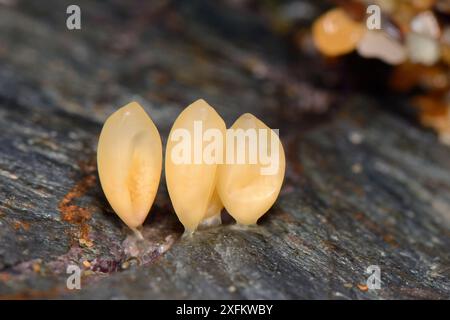 Hundefuchskapseln (Nucella lapillus) mit Eiern, die in einer Spalte zwischen den Gezeitenfelsen sichtbar sind, Cornwall, Großbritannien, April. Stockfoto