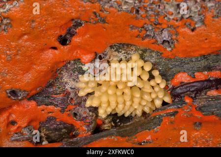 Hundefuchs (Nucella lapillus) Eierkapseln umgeben von einer Matte mit Brotkrume (Hymeniacidon perlevis) auf exponierten Gezeitensteinen, Cornwall, Großbritannien, April. Stockfoto