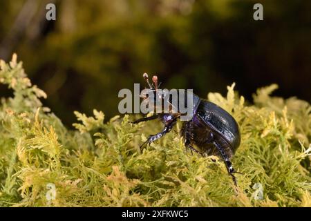 Waldkäfer (Anoplotrupes stercorosus) auf Moos, Knapdale, Schottland, Großbritannien, Mai. Stockfoto