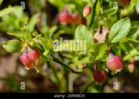 Heidelbeere / Europäische Heidelbeere (Vaccinium myrtillus) blüht, Knapdale Forest, Argyll, Schottland, Vereinigtes Königreich, Mai. Stockfoto