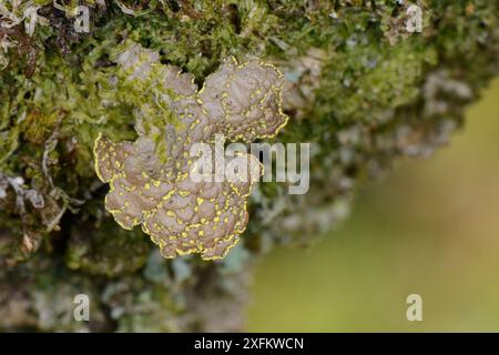 Gelbe Speckflechte (Pseudocyphellaria crocata) mit goldenen Soralia auf einer Baumkrone der Haselnuss (Corylus avellana) im alten Atlantikwald, Knapdale Forest, Argyll, Schottland, Vereinigtes Königreich, Mai. Stockfoto