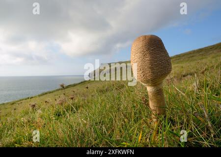 Parasol Pilz (Lepiota / Macrolepiota procera) wächst auf einer Landzunge an der Küste, Pwhole Head, Cornwall, Großbritannien, Oktober. Stockfoto